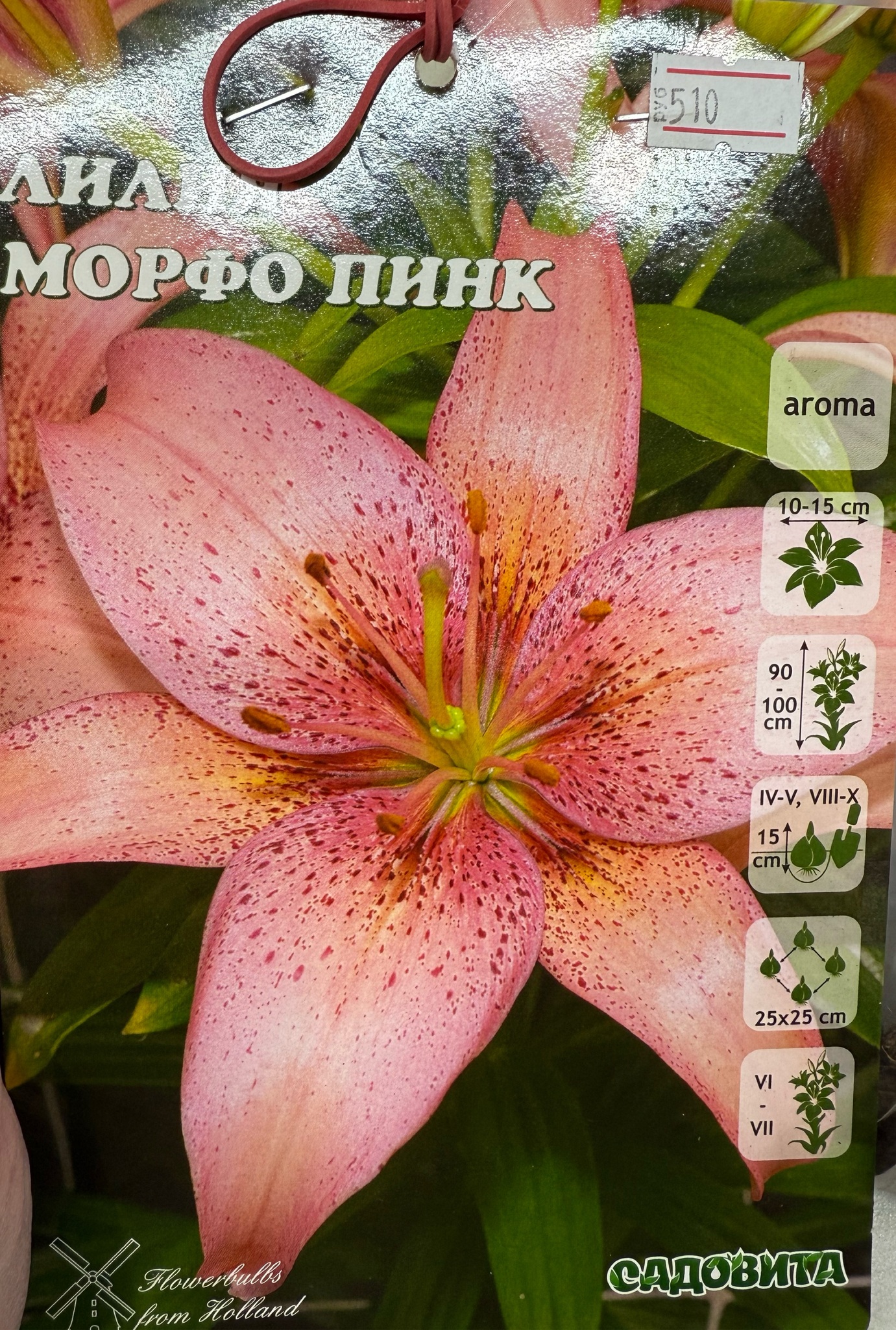 Лилия Морфо Пинк 12/14 3 шт Садовита