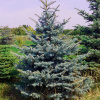 Ель колючая Глаука Picea pungens Glauca С2-3 